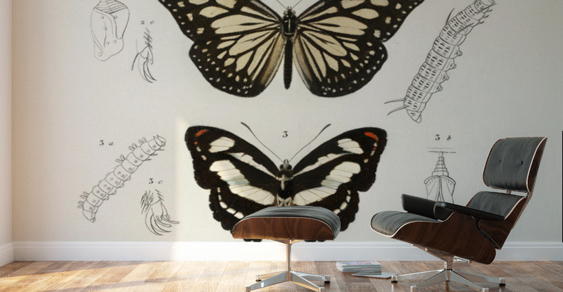 Collection of butterflies Wall Murals