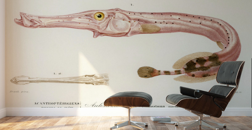 Aulostoma maculatum Wall Murals