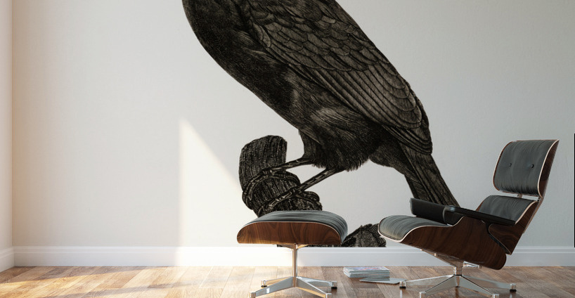 Black-necked Aracari male  Wall Murals