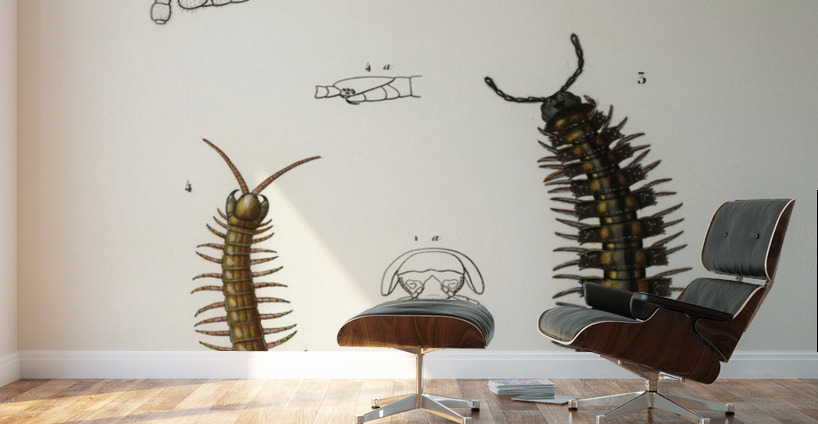 Different types of millipeds Wall Murals