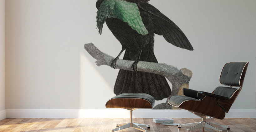 Superb bird of paradise  Wall Murals