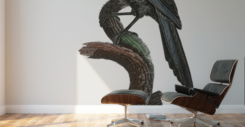 Manucode Male  Wall Murals