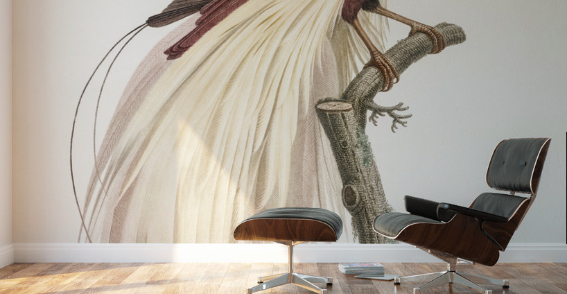 Emperor bird-of-paradise male  Wall Murals