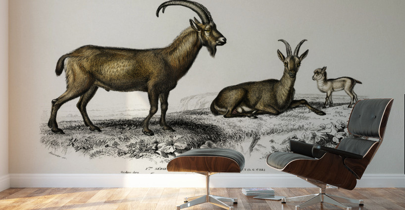 Wild goat Capra Agagrus Wall Murals