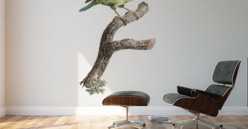 Coppersmith barbet  Wall Murals