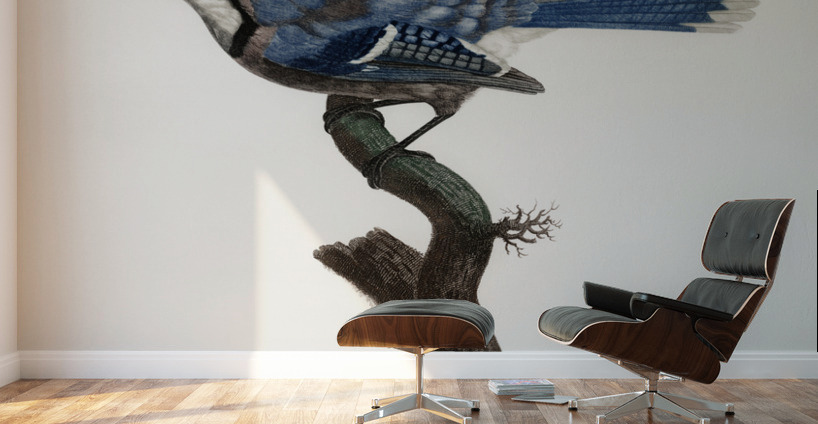 Blue Jay  Wall Murals