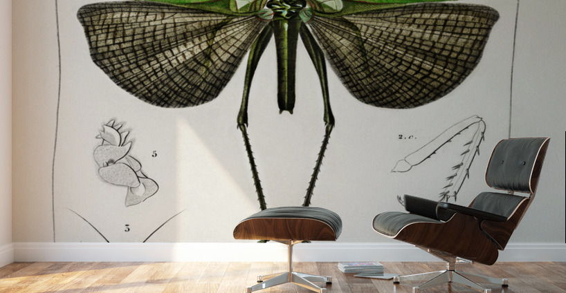 Blue Jay  Wall Murals