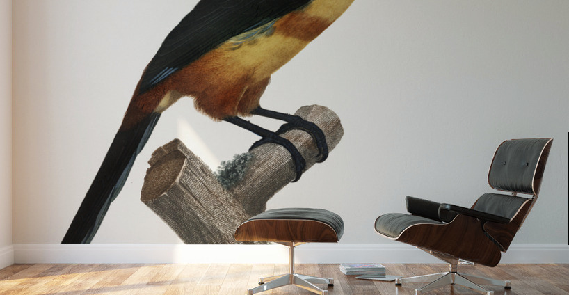 Old red belt aracari  Wall Murals