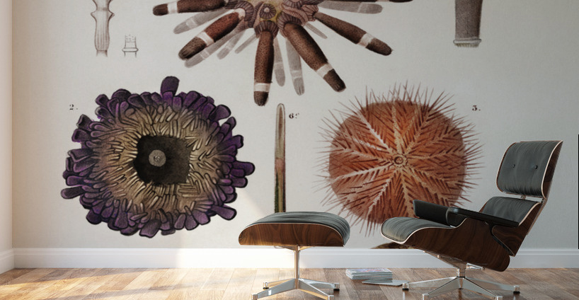 Different types of sea urcnhins Wall Murals