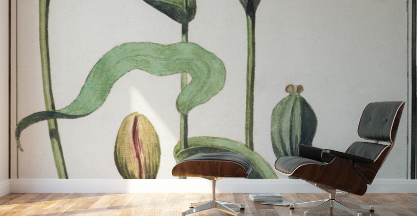 Tulip in vintage style Wall Murals