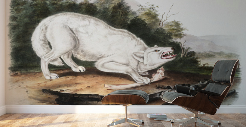 White American Wolf Canis lupus  Wall Murals