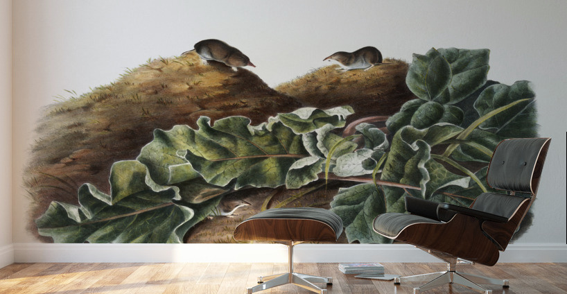 Least Shrew Sorex parvus  Wall Murals