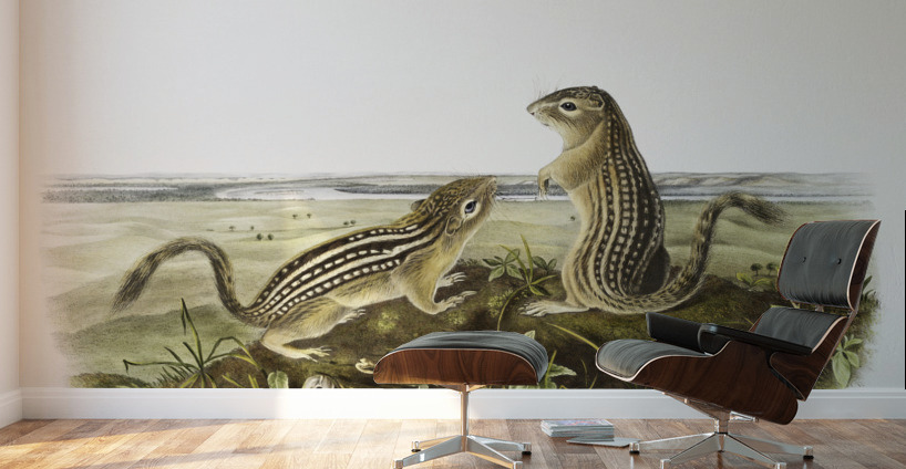 Leopard Spermophile Spermophilus tridecemlineatus  Wall Murals