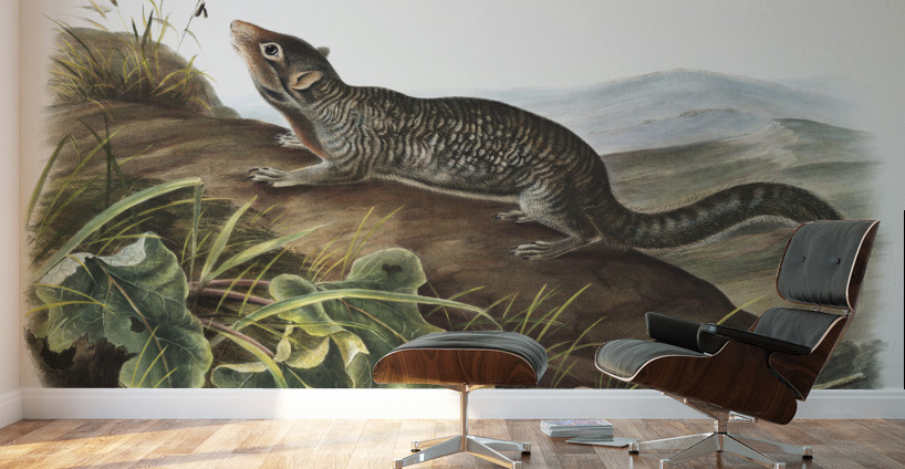 Large-tailed Spermophile Spermophilus macrourus  Wall Murals