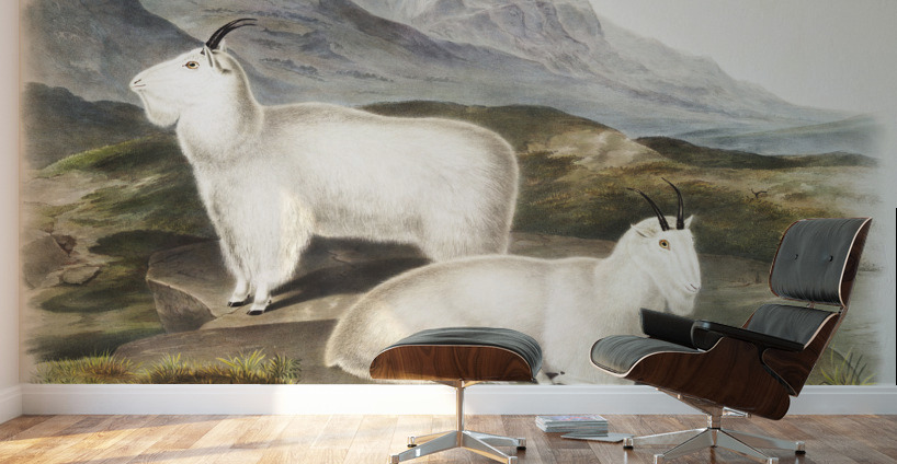 Tawny Weasel Putorius fuscus  Wall Murals