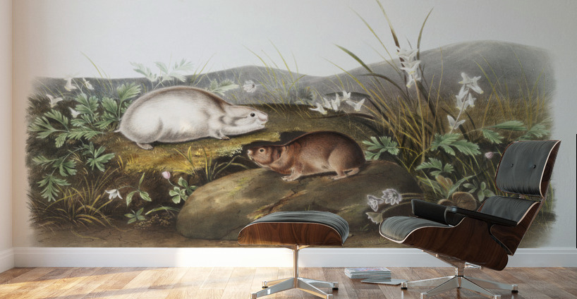 Hudson Bay Lemming Myodes Hudsonius  Wall Murals