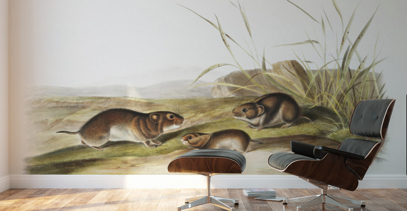 Yellow cheeked Meadow Mouse Arvicola xanthognathus  Wall Murals