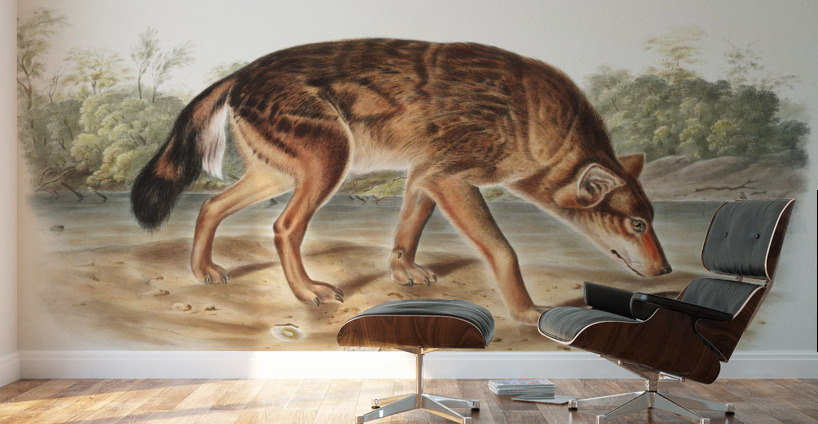 Red Texan Wolf Canis lupus  Wall Murals