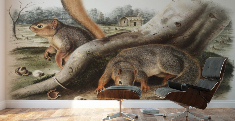 Squirrel Sciurus Sayi  Wall Murals