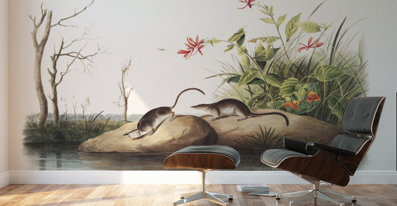 American Marsh Shrew Sorex palustris  Wall Murals