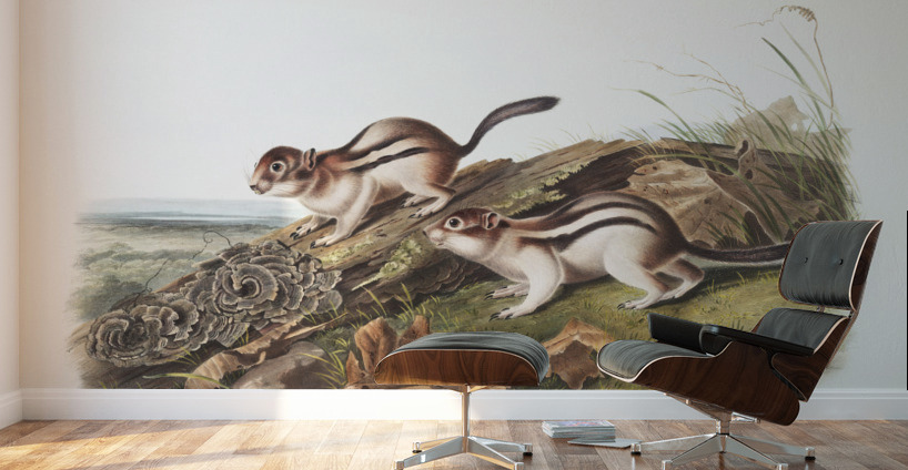 Marmot Squirrel Spermophilus lateralis  Wall Murals