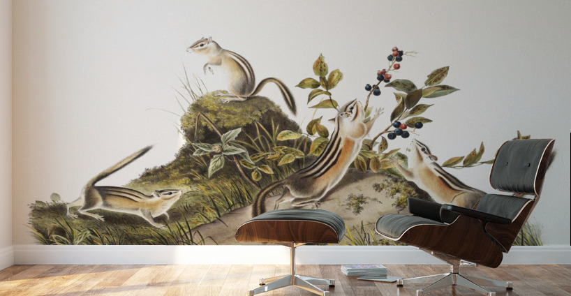 Four-striped Ground Squirrel Tamias quadrivitatus  Wall Murals