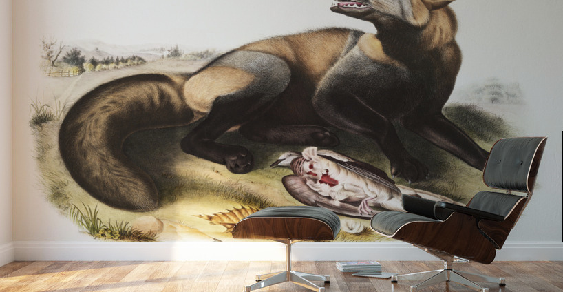 American Cross-Fox Canis vulpes  Wall Murals