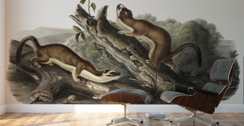 Bridled Weasel Putorius frenata  Wall Murals