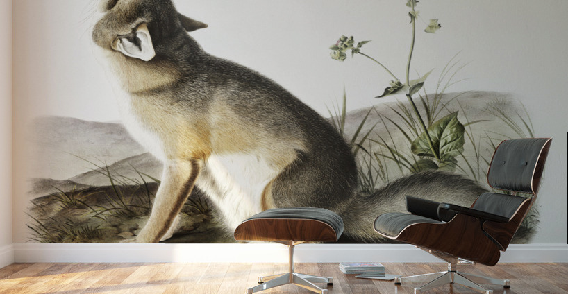 Swift Fox Vulpes velox  Wall Murals