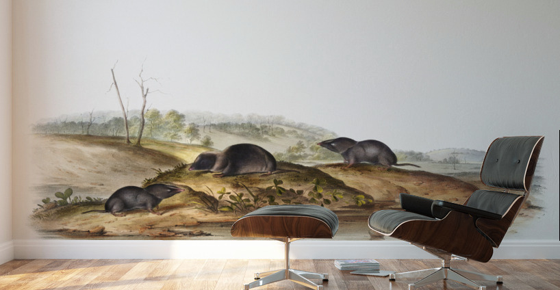 Carolina Shrew Sorex Carolinensis  Wall Murals