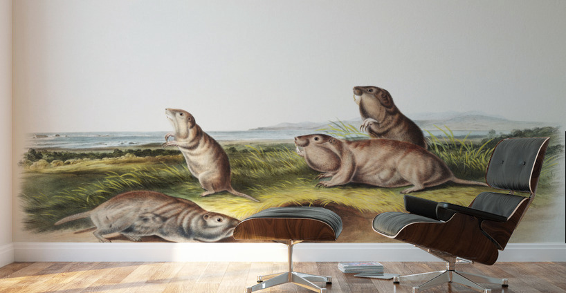 Camas Rat Pseudostoma Borealis  Wall Murals