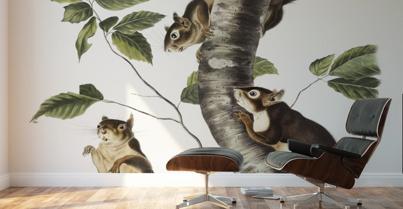 Squirrel Sciurus Douglassii  Wall Murals