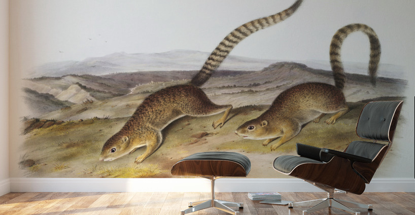 Annulated Marmot Squirrel Spermophilus annulatus  Wall Murals