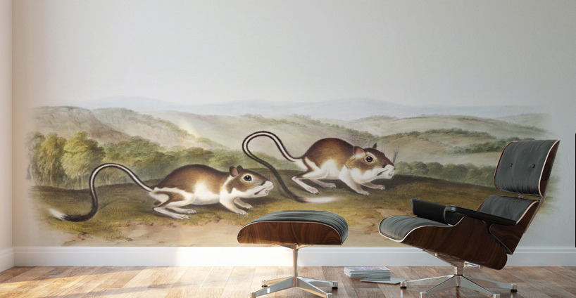 Pouched Jerboa Mouse Dipodomys Phillipsii  Wall Murals