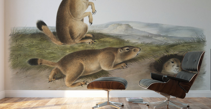 Marsh Hare Lepus palustris  Wall Murals