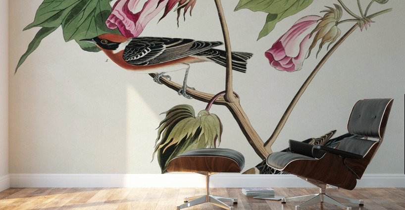 Bay-breasted Warbler Wall Murals