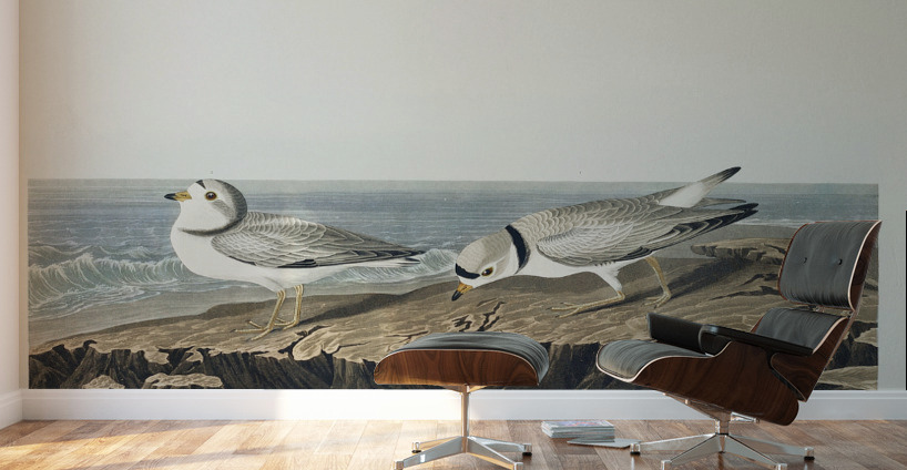 Great Marbled Godwit Wall Murals