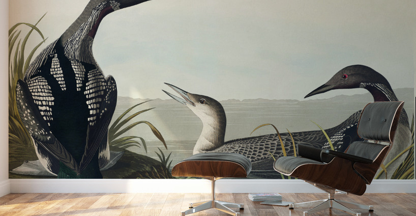 Black-Throated Diver Wall Murals