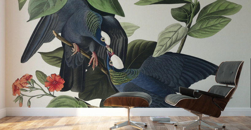 White-crowned Pigeon Wall Murals