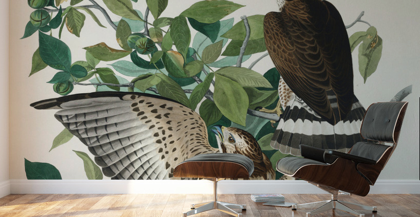 Broad-winged Hawk Wall Murals