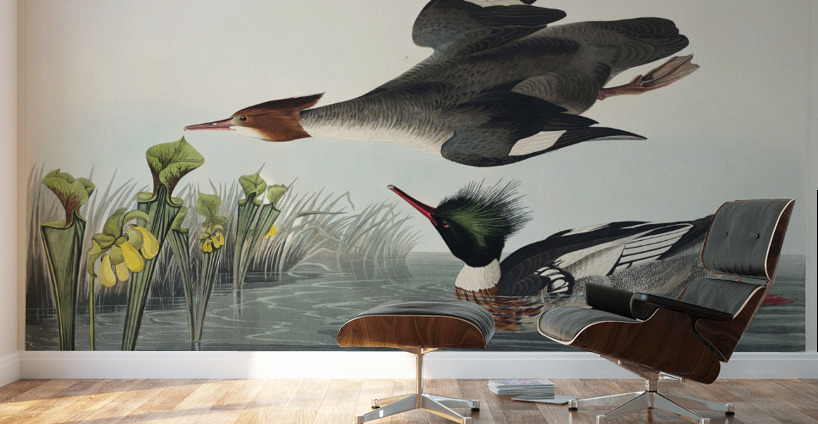 Red-breasted Merganser Wall Murals