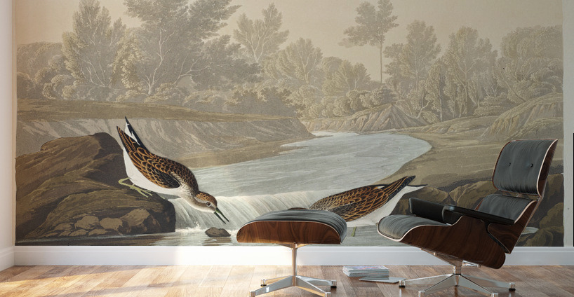 Little Sandpiper Wall Murals