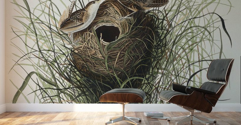 Nuttalls lesser-marsh Wren Wall Murals