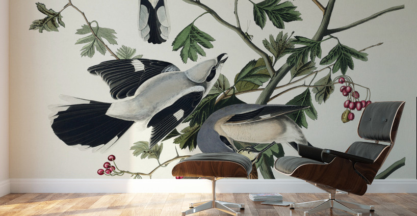 Great cinereous Shrike or Butcher Bird Wall Murals