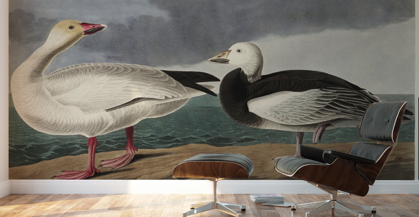 Black or Surf Duck Wall Murals
