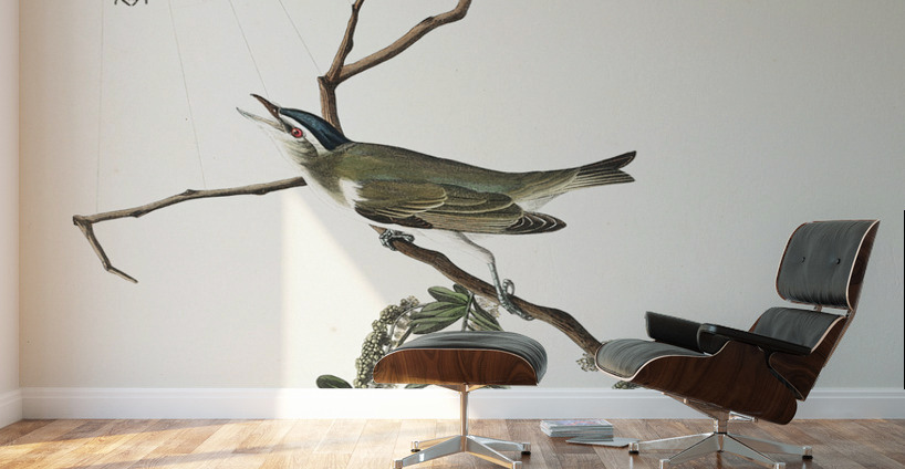 Red-eyed Vireo Wall Murals