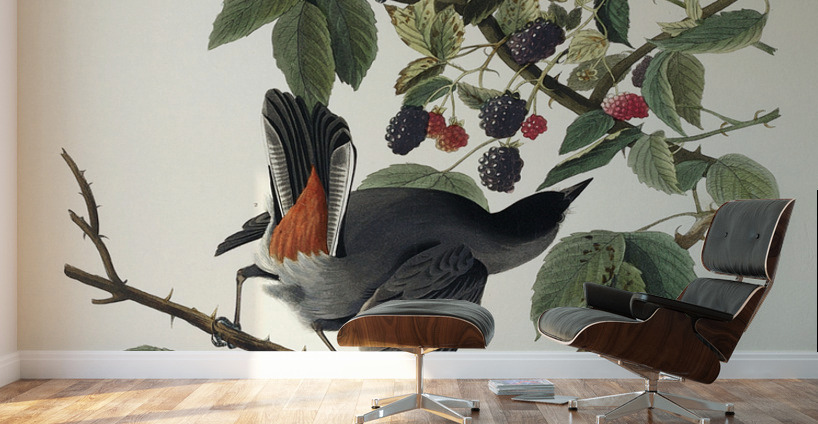 Cat Bird Wall Murals