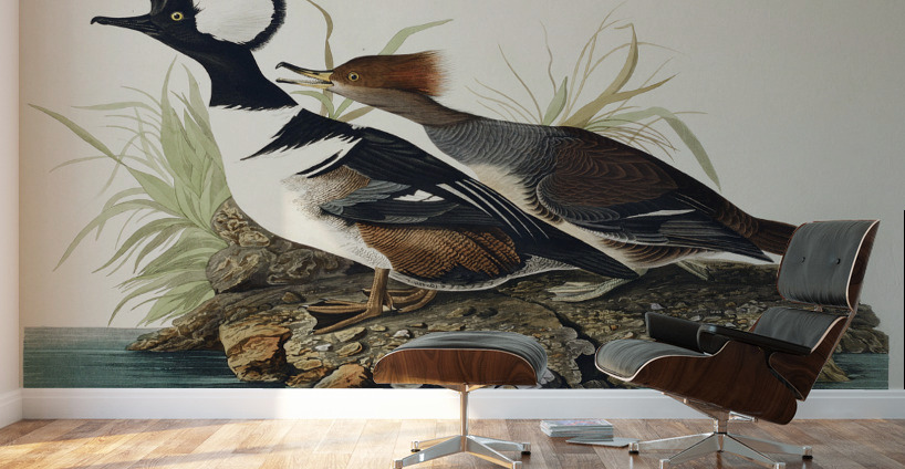 Hooded Merganser Wall Murals