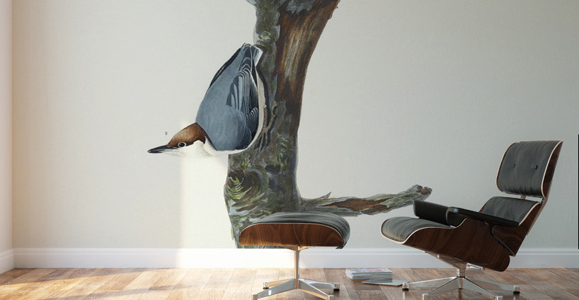 Brown-headed Nuthatch Wall Murals