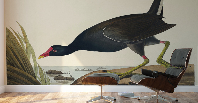 Common Gallinule Wall Murals